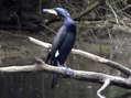 Cormorant (Phalacrocorax carbo) - Castel de Cantobre Gîtes, Aveyron, France