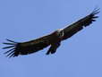 Griffon Vulture (Gyps fulvus) - Castel de Cantobre Gîtes, Aveyron, France