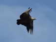 Griffon Vulture (Gyps fulvus) - Castel de Cantobre Gîtes, Aveyron, France