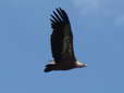 Griffon Vulture (Gyps fulvus) - Castel de Cantobre Gîtes, Aveyron, France