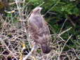 Common Buzzard (Buteo buteo) - Castel de Cantobre Gîtes, Aveyron, France