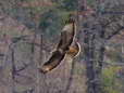 Common Buzzard (Buteo buteo) - Castel de Cantobre Gîtes, Aveyron, France