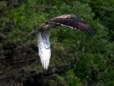 Short-toed (Snake) Eagle (Circaetus gallicus) - Castel de Cantobre Gîtes, Aveyron, France