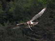 Short-toed (Snake) Eagle (Circaetus gallicus) - Castel de Cantobre Gîtes, Aveyron, France