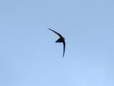 Common Swift - (Apus apus) - Castel de Cantobre Gîtes, Aveyron, France