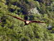 Golden Eagle (Aquila chrysaetos) - Castel de Cantobre Gîtes, Aveyron, France