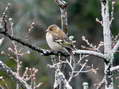 Chaffinch - Female (Fringilla coelebs) - Castel de Cantobre Gîtes, Aveyron, France