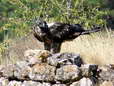 Bearded Vulture - Male (Larzac) - 2 months old juvenile (Gypaetus barbatus) - Castel de Cantobre Gîtes, Aveyron, France