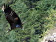 Bearded Vulture - Male (Larzac) - 2 months old juvenile (Gypaetus barbatus) - Castel de Cantobre Gîtes, Aveyron, France