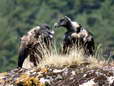 Bearded Vultures - Female & Male (Cazals & Larzac) - 2 months old juveniles (Gypaetus barbatus) - Castel de Cantobre Gîtes, Aveyron, France