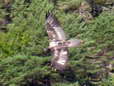 Bearded Vulture - Male (Larzac) - 2 months old juvenile (Gypaetus barbatus) - Castel de Cantobre Gîtes, Aveyron, France