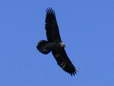 Bearded Vulture - Male (Larzac) - 2 months old juvenile (Gypaetus barbatus) - Castel de Cantobre Gîtes, Aveyron, France