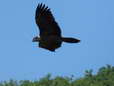 Bearded Vulture - Female (Cazals) - 2 months old juvenile (Gypaetus barbatus) - Castel de Cantobre Gîtes, Aveyron, France