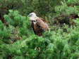 Griffon Vulture (Gyps fulvus) - Castel de Cantobre Gîtes, Aveyron, France