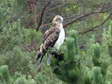 Short-toed (Snake) Eagle (Circaetus gallicus) - Castel de Cantobre Gîtes, Aveyron, France