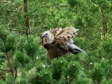 Griffon Vulture (Gyps fulvus) - Castel de Cantobre Gîtes, Aveyron, France