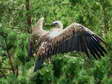 Griffon Vulture (Gyps fulvus) - Castel de Cantobre Gîtes, Aveyron, France