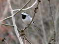 White Wagtail (Motacilla alba) - Castel de Cantobre Gîtes, Aveyron, France