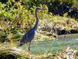 Grey Heron (Ardea cinerea) - Castel de Cantobre Gîtes, Aveyron, France