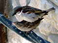 House Sparrows (Passer domesticus) - Castel de Cantobre Gîtes, Aveyron, France