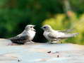 Crag Martins (Ptyonoprogne rupestris) - Castel de Cantobre Gîtes, Aveyron, France