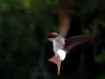 House Martin (Delichon urbicum) - Castel de Cantobre Gîtes, Aveyron, France