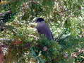 Male Blackcap (Sylvia atricapilla) - Castel de Cantobre Gîtes, Aveyron, France