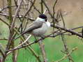 Willow Tit (Poecile montanus) - Castel de Cantobre Gîtes, Aveyron, France