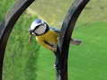 Blue Tit (Parus caeruleus or Cyanistes caeruleus) - Castel de Cantobre Gîtes, Aveyron, France