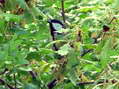 Great Tit (Parus major) - Castel de Cantobre Gîtes, Aveyron, France