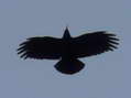 Red-billed Chough (Pyrrhocorax pyrrhocorax) - Castel de Cantobre Gîtes, Aveyron, France