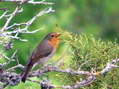 European Robin (Erithacus rubecula) - Castel de Cantobre Gîtes, Aveyron, France