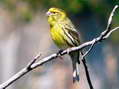 European Serin (Serinus serinus) - Castel de Cantobre Gîtes, Aveyron, France