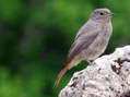 Redstart (Phoenicurus phoenicurus) - Castel de Cantobre Gîtes, Aveyron, France