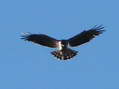 Short-toed (Snake) Eagle (Circaetus gallicus) - Castel de Cantobre Gîtes, Aveyron, France