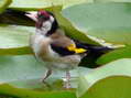 European Goldfinch (Carduelis carduelis) - Castel de Cantobre Gîtes, Aveyron, France