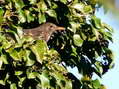 Common Blackbird - Female (Turdus merula) - Castel de Cantobre Gîtes, Aveyron, France