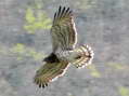 Short-toed (Snake) Eagle (Circaetus gallicus) - Castel de Cantobre Gîtes, Aveyron, France