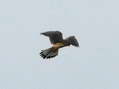 Common Kestrel (Falco tinnunculus) - Castel de Cantobre Gîtes, Aveyron, France