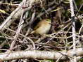 Chiffchaff (Phylloscopus collybita) - Castel de Cantobre Gîtes, Aveyron, France