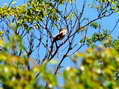 Common Nightingale (Luscinia megarhynchos) - Castel de Cantobre Gîtes, Aveyron, France