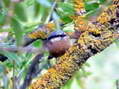 Southern Nuthatch (Sitta europaea caesia) - Castel de Cantobre Gîtes, Aveyron, France