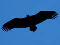 Eurasian Black or Cinereous Vulture (Aegypius monachus) - Castel de Cantobre Gîtes, Aveyron, France