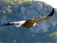 Griffon Vulture (Gyps fulvus) - Castel de Cantobre Gîtes, Aveyron, France