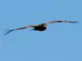 Eurasian Black or Cinereous Vulture? (Aegypius monachus) - Castel de Cantobre Gîtes, Aveyron, France