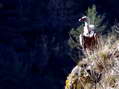 Griffon Vulture (Gyps fulvus) - Castel de Cantobre Gîtes, Aveyron, France