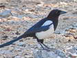 Magpie (Pica pica) - Castel de Cantobre Gîtes, Aveyron, France