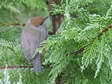 Female or Juvenile Blackcap (Sylvia atricapilla) - Castel de Cantobre Gîtes, Aveyron, France