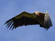 Griffon Vulture (Gyps fulvus) - Castel de Cantobre Gîtes, Aveyron, France