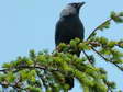 Western Jackdaw (Corvus monedula) - Castel de Cantobre Gîtes, Aveyron, France